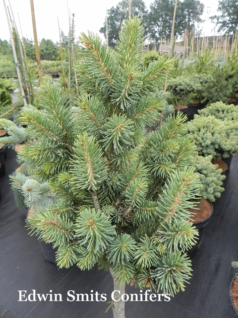 Picea schrenkiana subsp. tianshanica 'Ak-suu'